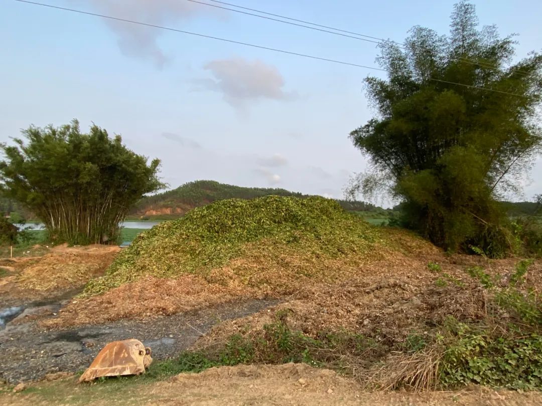 对水浮莲开战阳春清漂任务84万平方米,每天至少清漂8万平方米