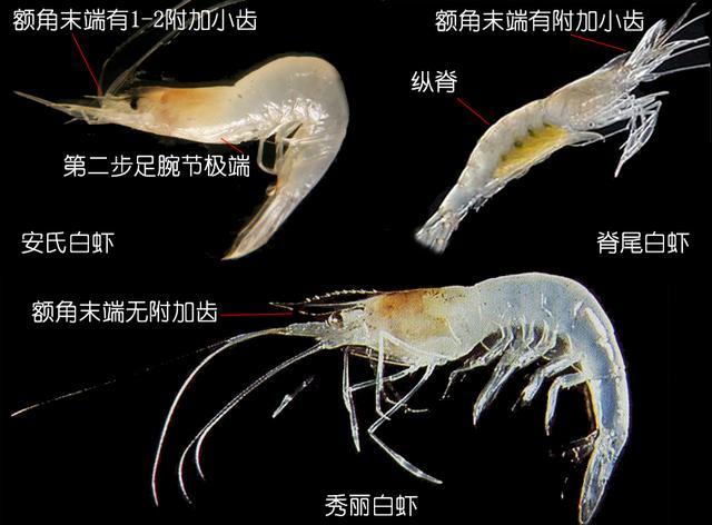 虾说,这是一篇让你不仅会吃,还会认……一文解决“虾”认识