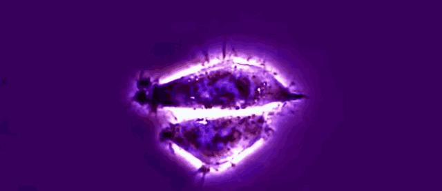 她拥有永生，靠此造福10亿人，死于癌症后，她的细胞带她重生！