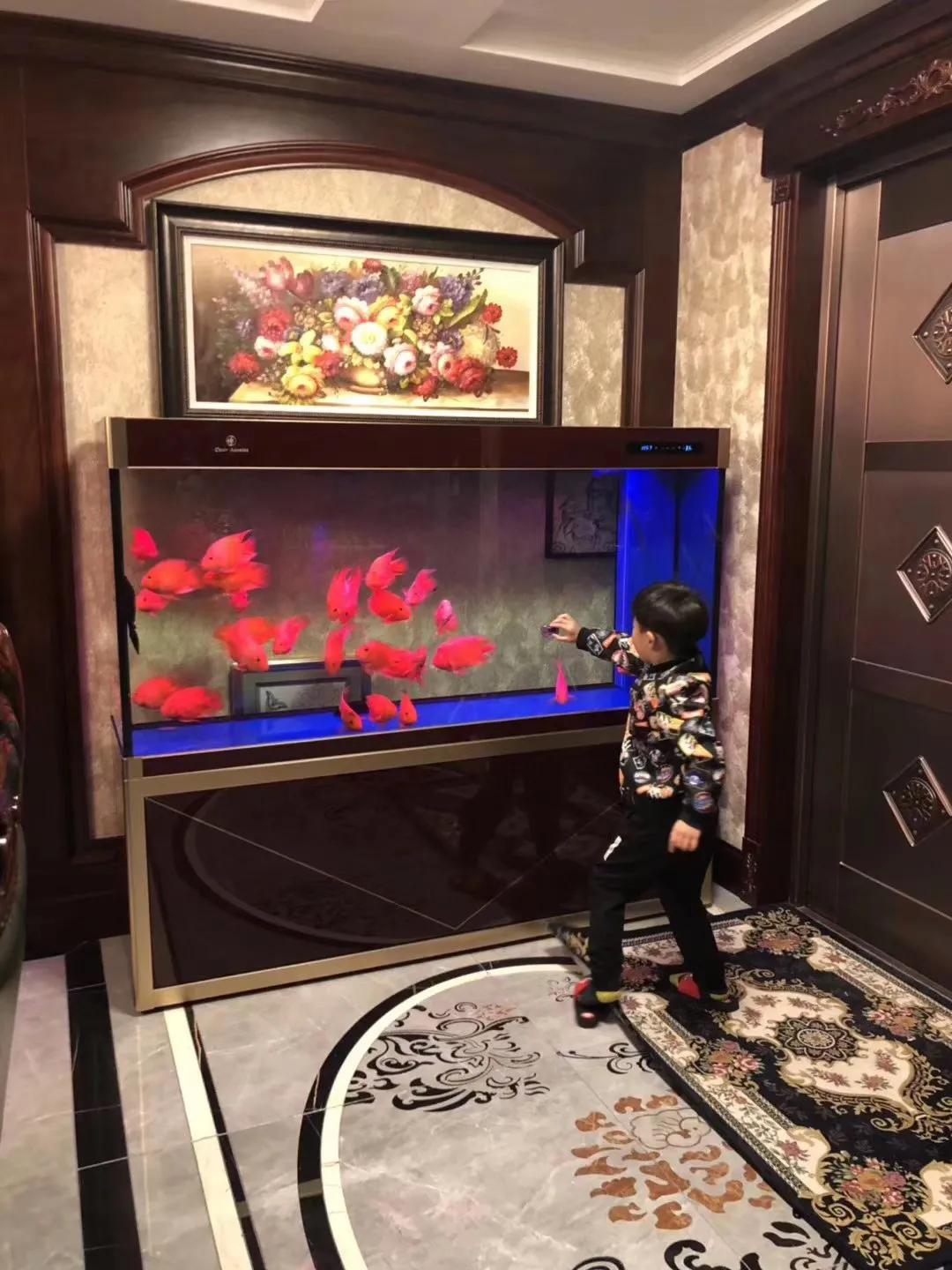 可丽爱鱼缸推荐,可丽爱鱼缸寿命