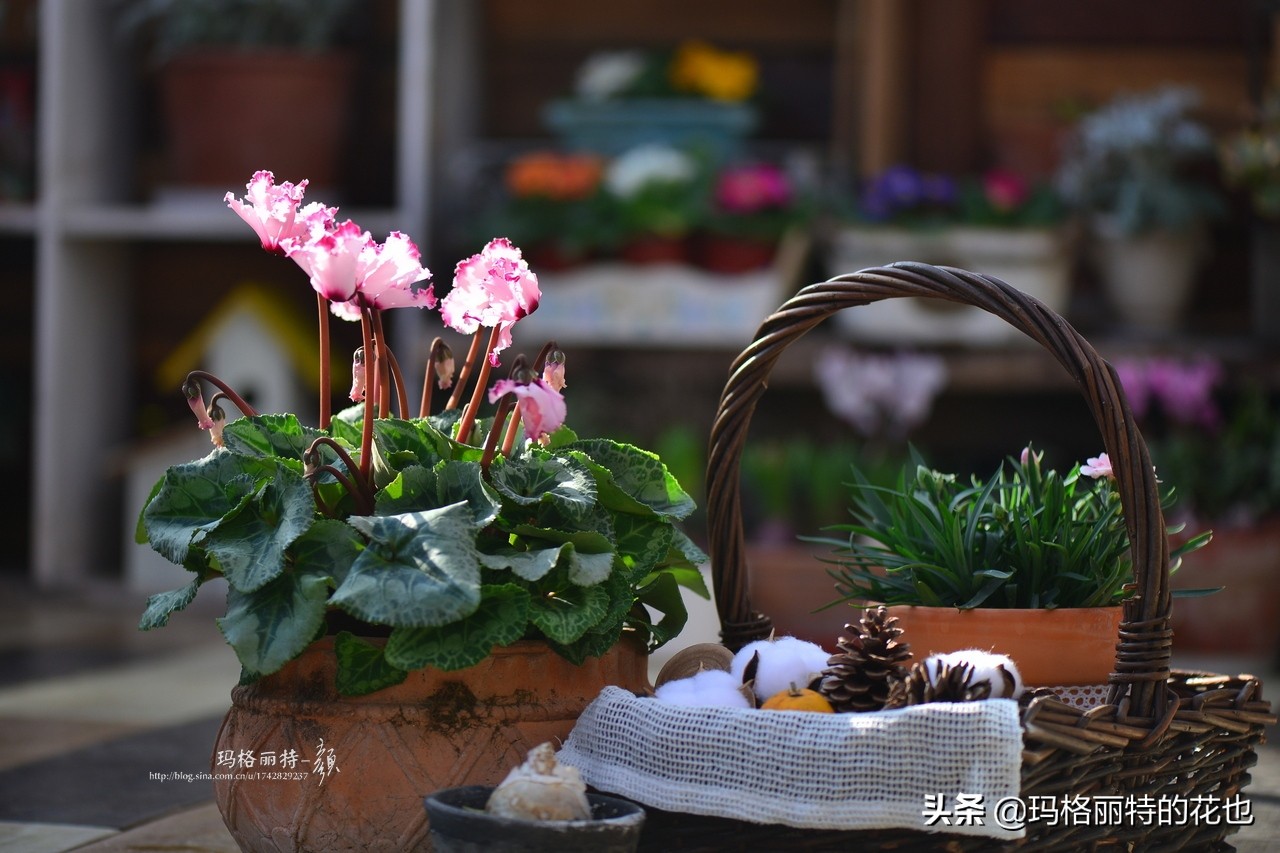 花园里四季常青的树,花园里四季都绿的植物