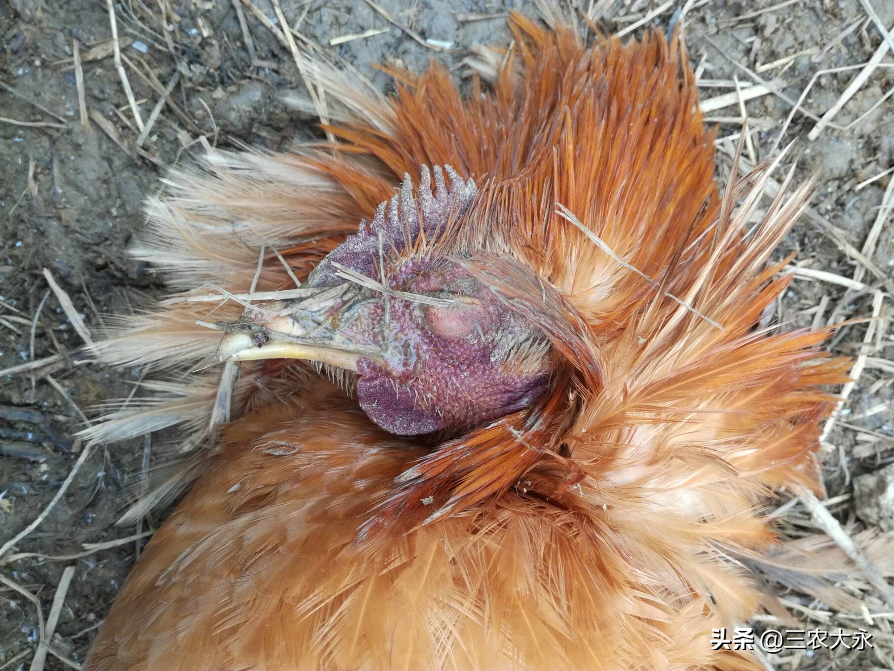 鸡非典型新城疫的症状,鸡非典型新城疫的防治措施