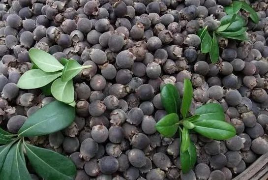 100种常见观叶植物图鉴史上最全,农村常见的100种植物