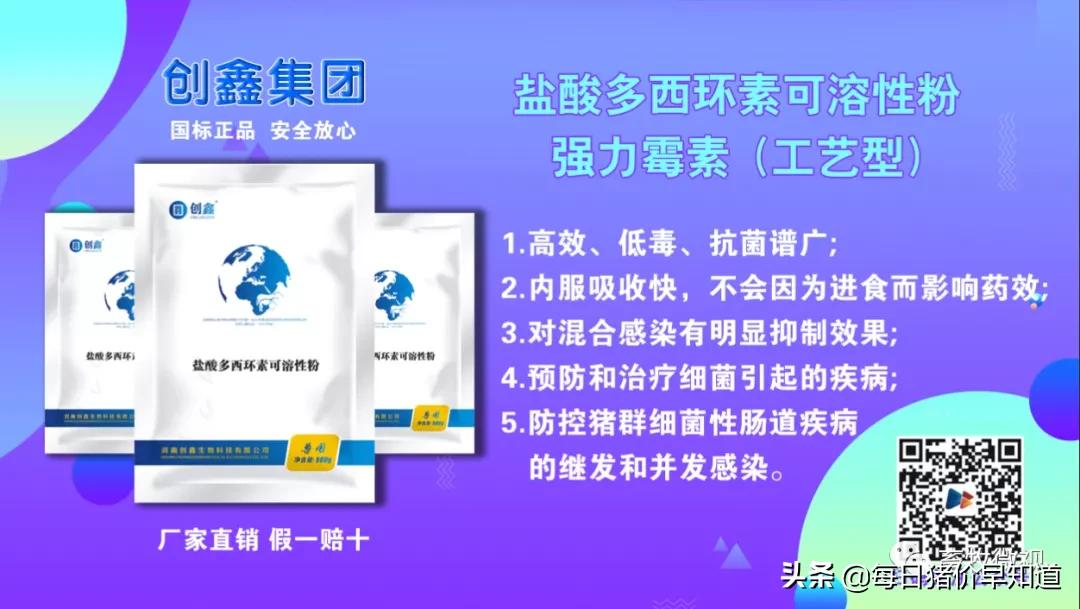 母猪不打针不喂料能好吗,母猪不吃打针流血不止是什么原因