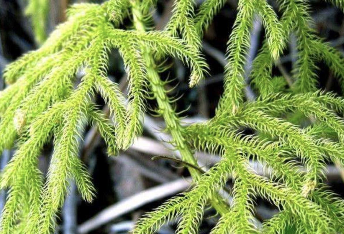 小溪边的1种“杂草”，人称“铺地蜈蚣”，挖1棵少1棵，请珍惜