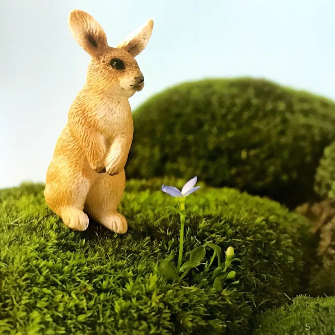 苔藓为什么变黄了,关于苔藓我还想知道什么