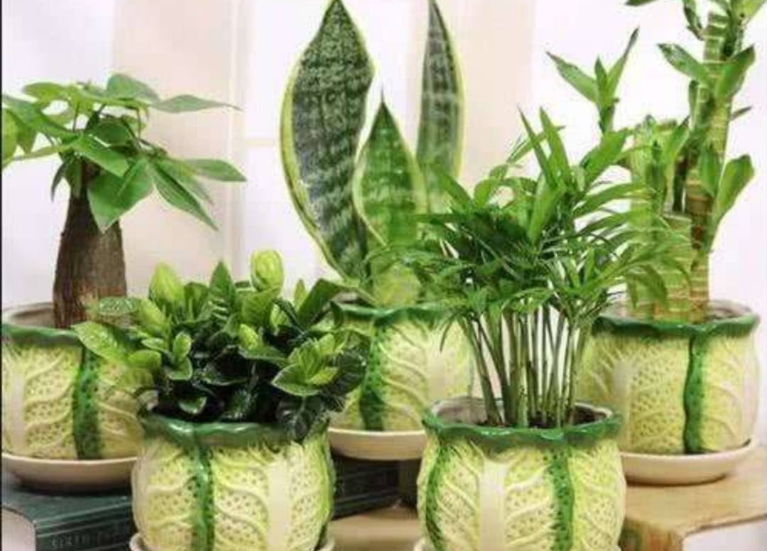 室内适合养的18种植物图片,室内客厅适合养的18种植物