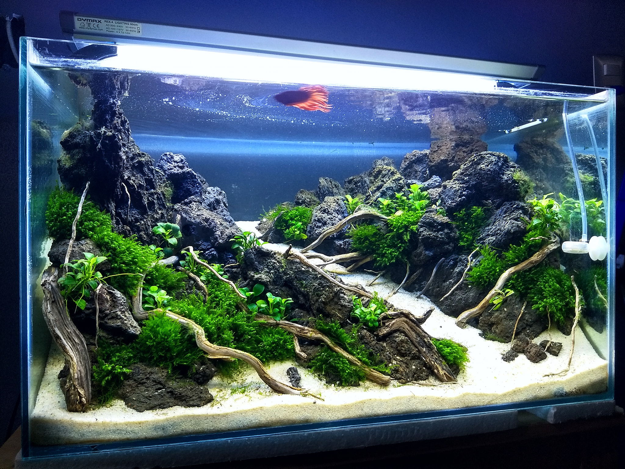 水草一定要水草泥才能养好吗,草缸不用基肥能不能种草