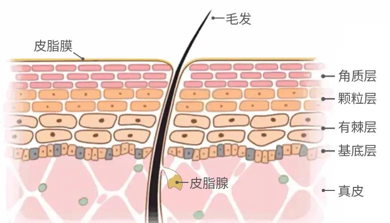 你的洗面奶是不是该扔了,皂基洗面奶可以经常用吗
