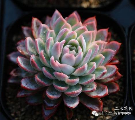 多肉月影系有哪些品种,月影系多肉品种大全