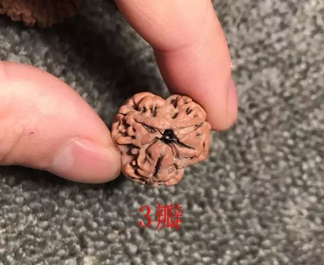 金刚菩提尼泊尔印尼区别,尼泊尔小金刚菩提子怎样快速变红