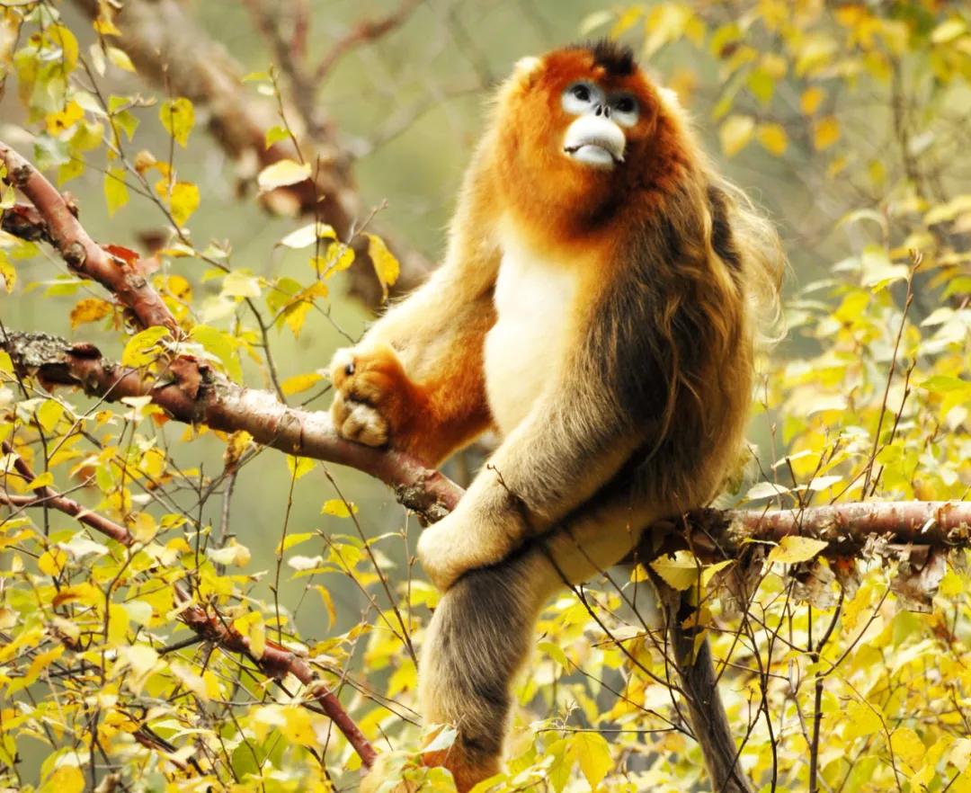 九寨沟路上招手,前方到站宁强