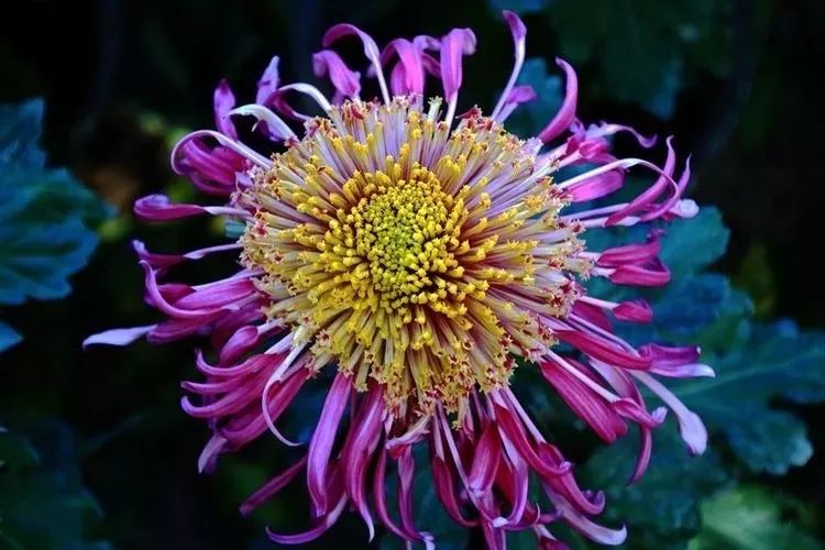 花中四君子菊花国画用笔,花中四君子菊花高清图片