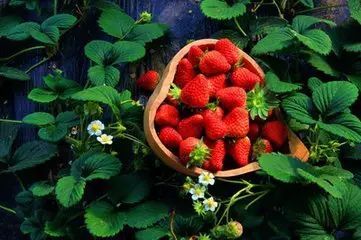 从淄博到日照旅游详细路线是什么,济南淄博潍坊烟台威海青岛日照