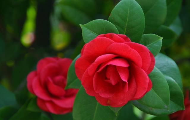 养花如何不把花养死,养花老是养死