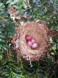 冯家江边发现紫色的鸟蛋，你知道什么鸟产的吗？