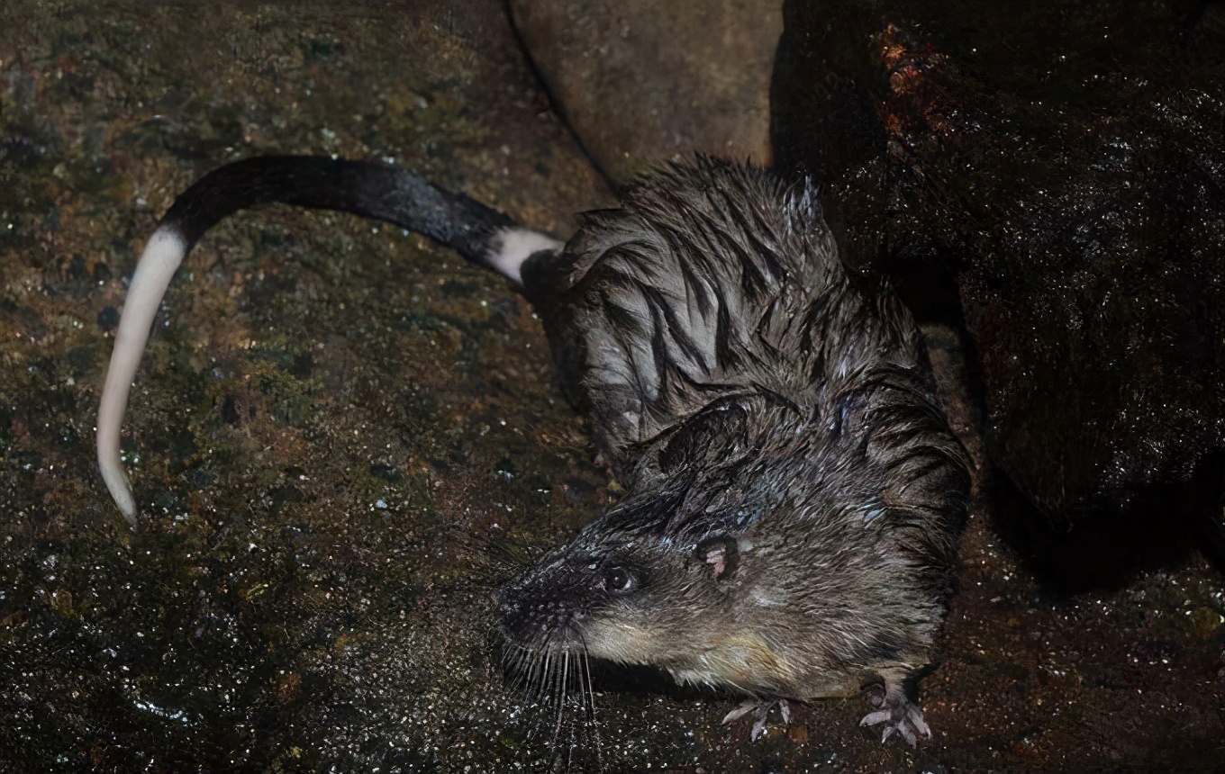 全世界最大的蟾蜍,全球最大的蟾蜍