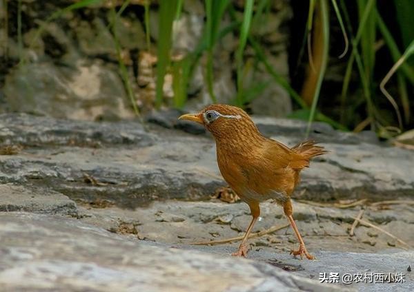 画眉鸟母鸟叫不大声,专治画眉鸟不敢叫