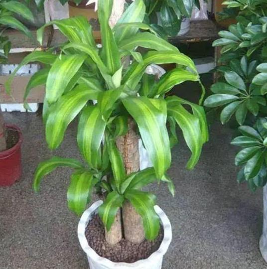 巴西木刚出四五片叶子能修剪吗,巴西木怎样修剪枝条视频教程