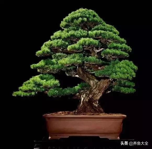 世界名贵花图片大全集,世界上最漂亮名贵的花卉