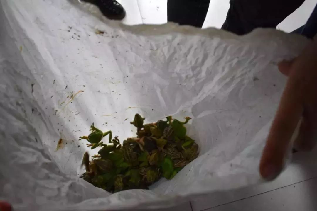 野生树蛙吃了犯法吗,吃树蛙判几年