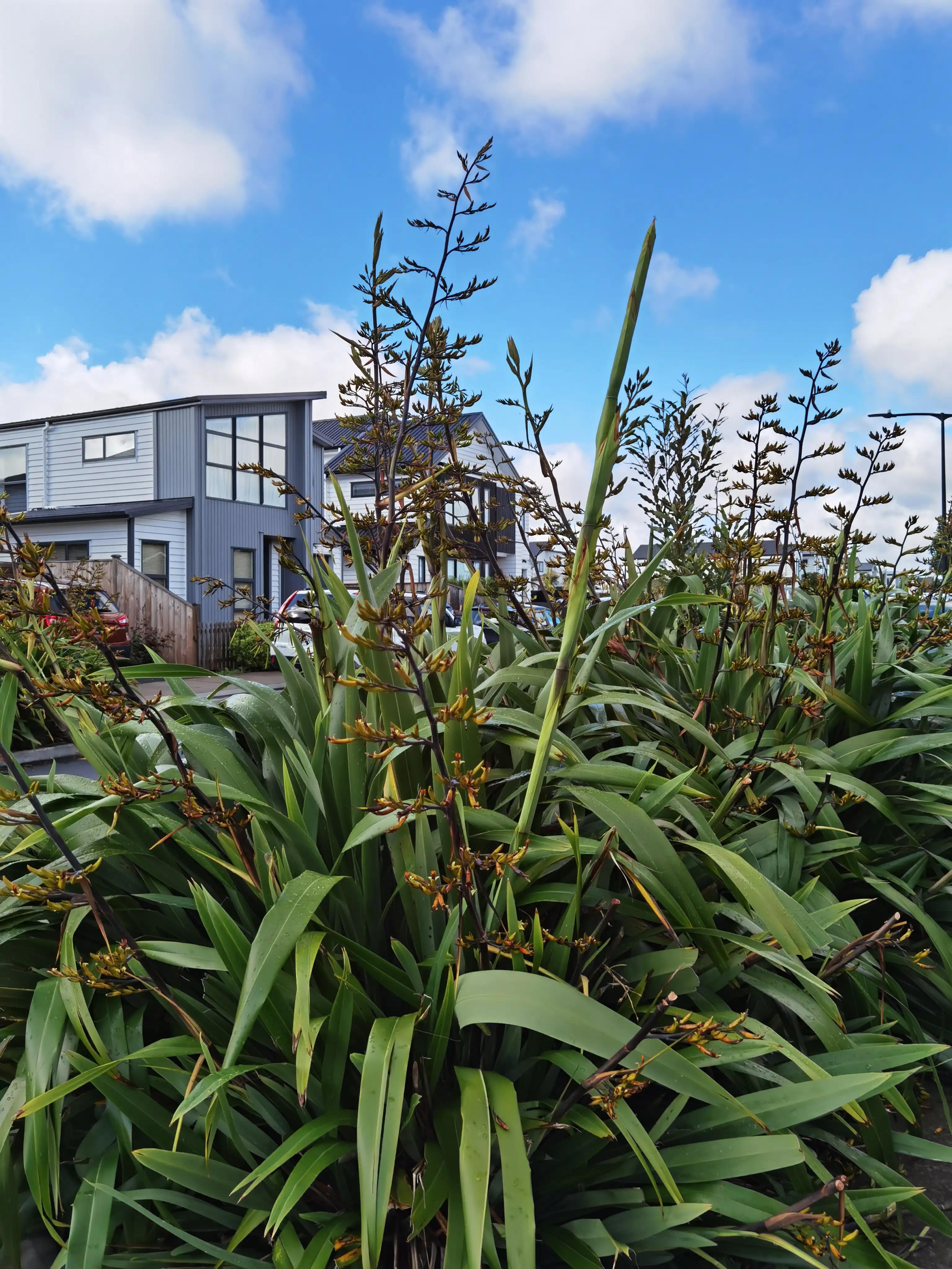 我爱全身是宝的新西兰麻