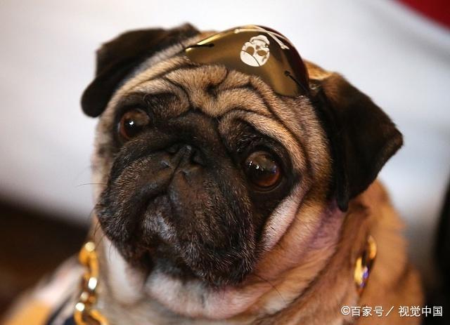 狗狗的种类图片,双鱼座狗狗性格特点