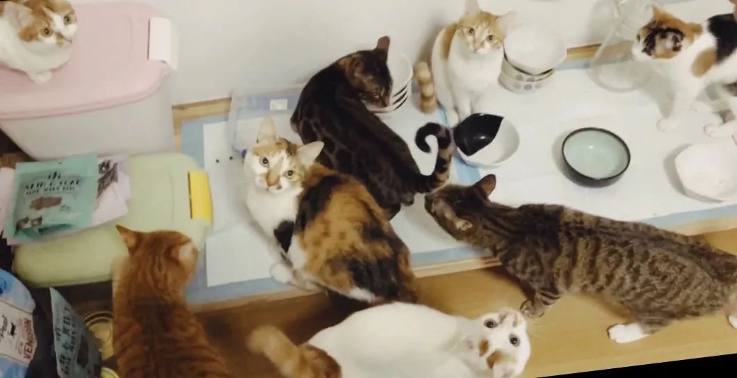 如何不洗澡让猫咪的毛发干净,怎么可以让猫咪不掉毛