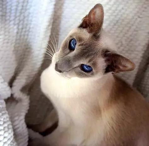 猫咪品种大盘点3:暹罗猫