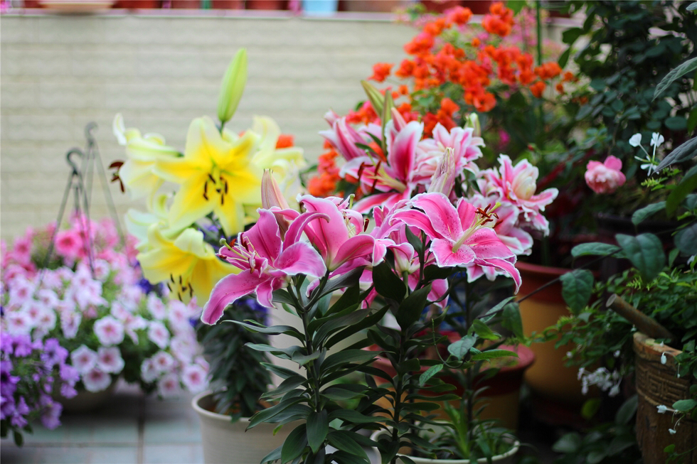 百合花开花后养殖方法,百合花开完花就挖花球了吗