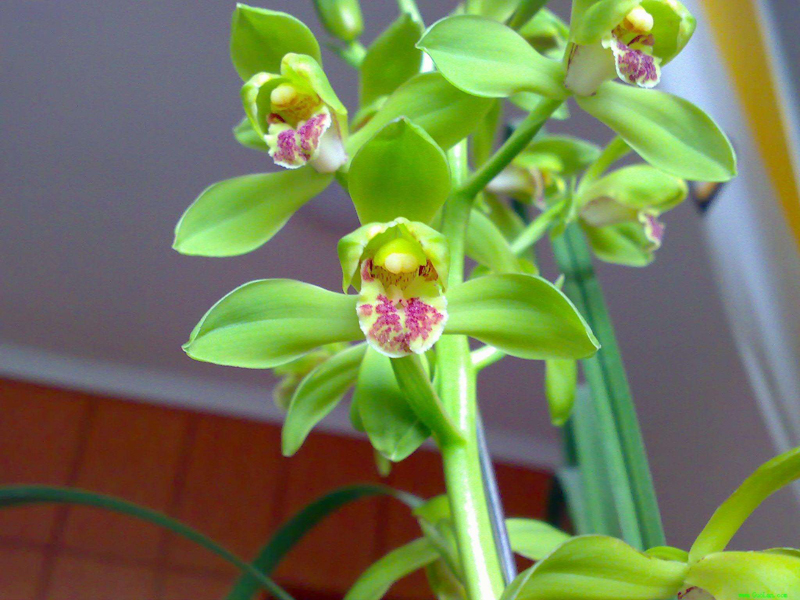 蕙兰怎么养出花苞,蕙兰长花苞怎样养护