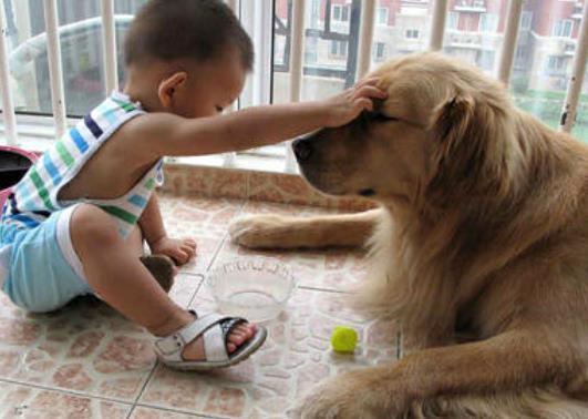 主人收拾两只犯错的狗,主人犯错金毛开启护娃模式