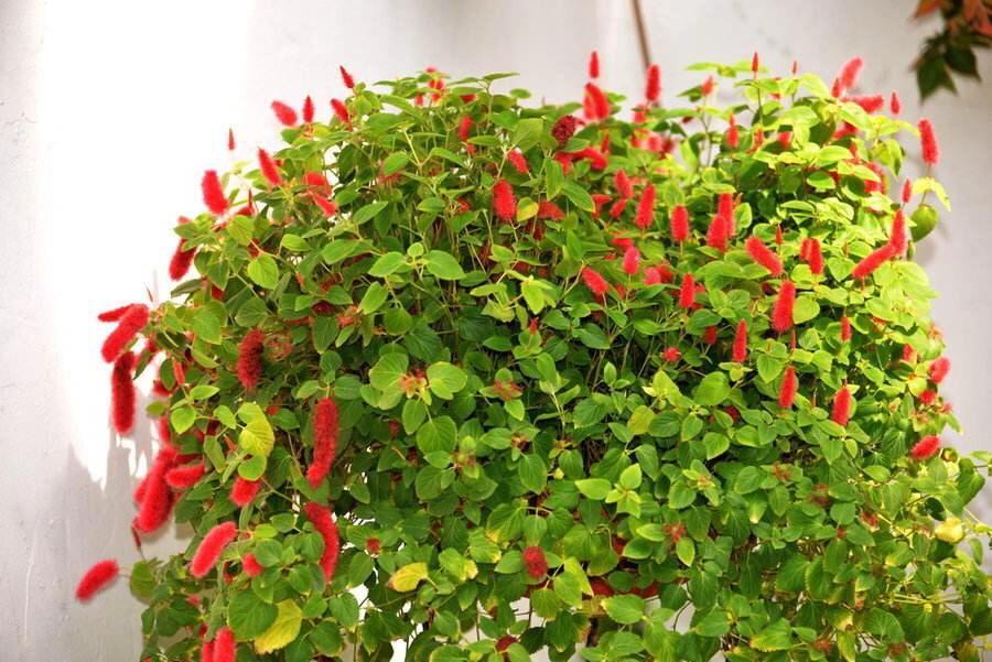 猫尾花养护方法,猫尾花养殖