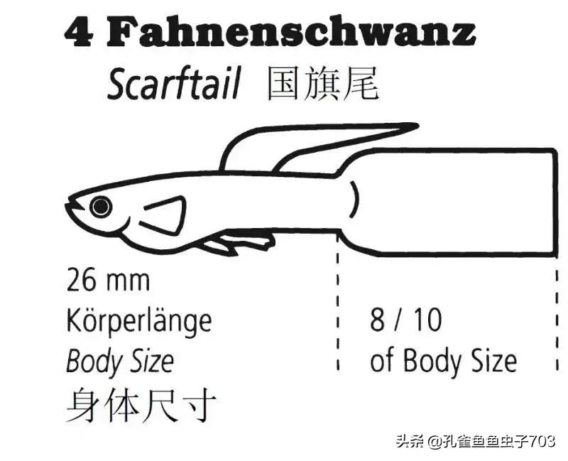 为啥我买的孔雀鱼尾巴特别小,为什么买的孔雀鱼养不活