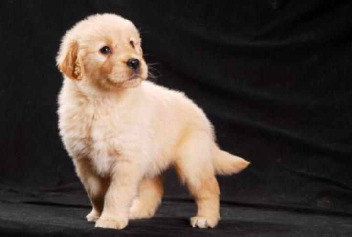 刚满月小狗老是吐白沫正常吗,满月的小狗眼睛有泪痕