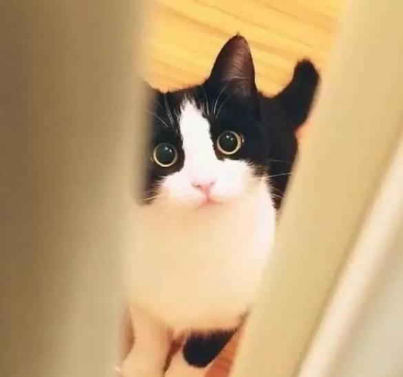 土猫难道真比不过宠物猫吗,洋猫土猫差距有多大网友太真实了