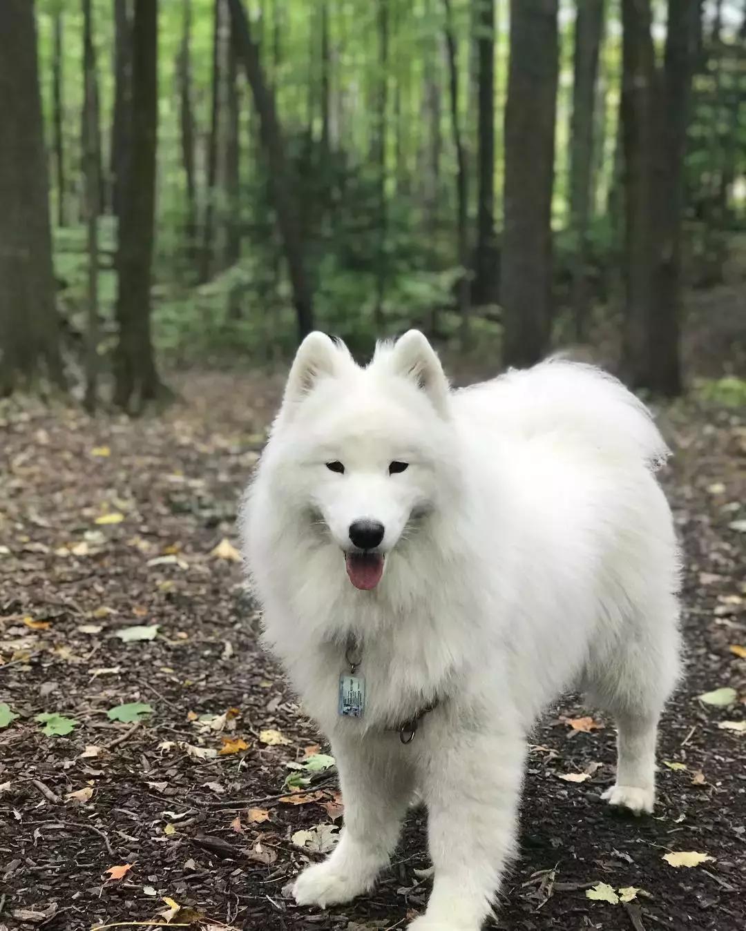 萨摩耶犬的5大特征,萨摩耶犬的特点是什么