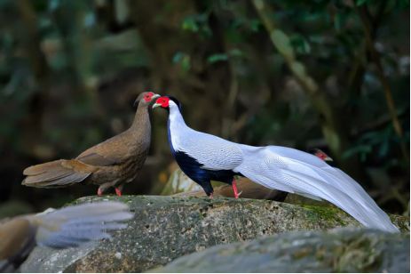 这些动物明明是“夫妻”,却没有长出一副“夫妻相”!