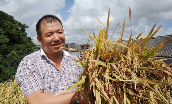 水稻蛀心虫特效药,水稻食心虫防治最佳时间