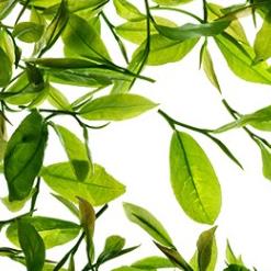 10大素颜霜,10块两个的素颜霜好用吗