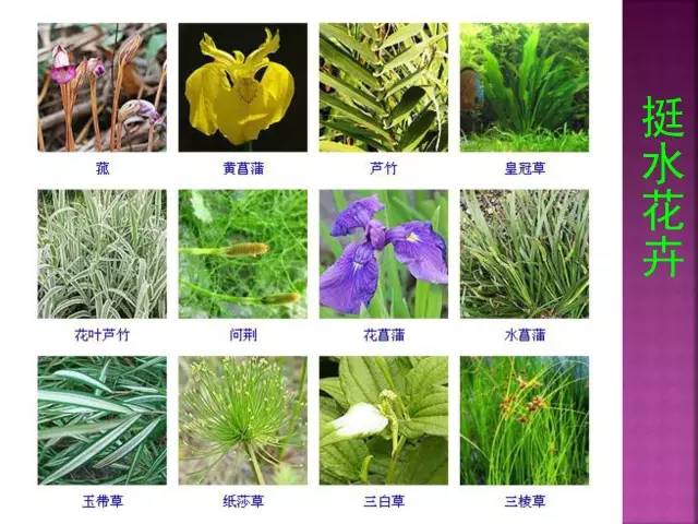 花卉大全500种观叶植物名称,1332种常见花卉植物图谱