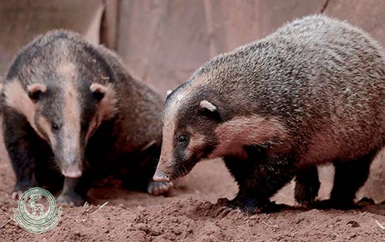除了大象以外谁的鼻子长,除了大象鼻子长还有谁的鼻子长