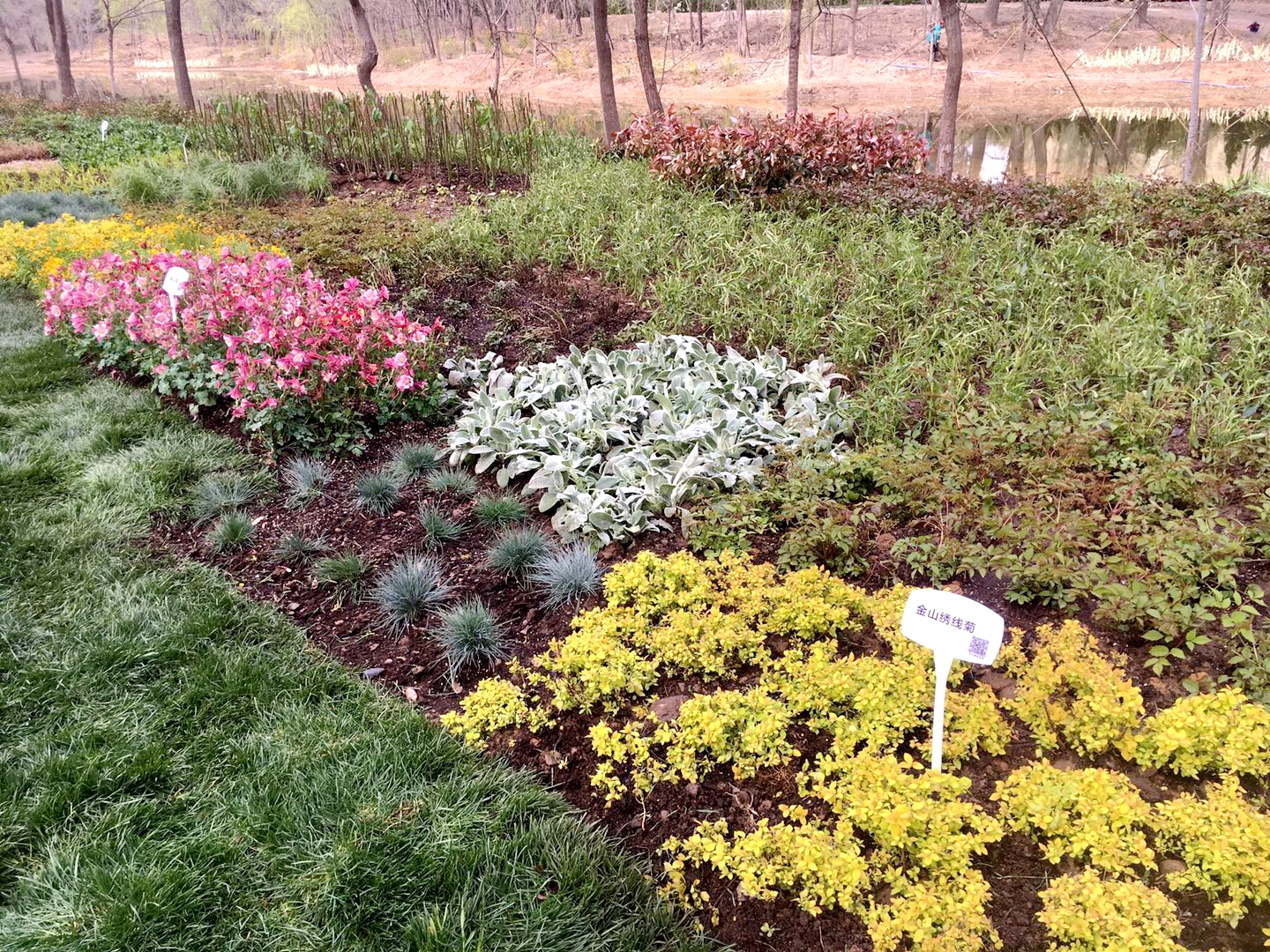 上热门来胶州郁金香花海赏花,胶州植物园郁金香盛开