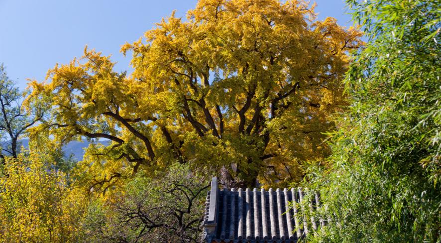 北京赏秋寺庙,北京三个景点