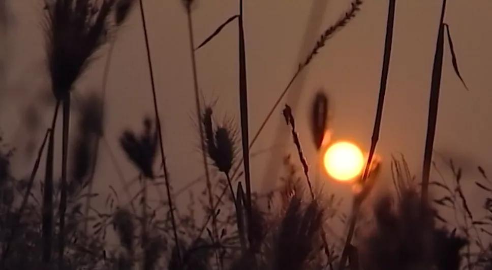 兔字家族：免冕勉娩晚挽，“勉”字的这个“力”可不是白加的