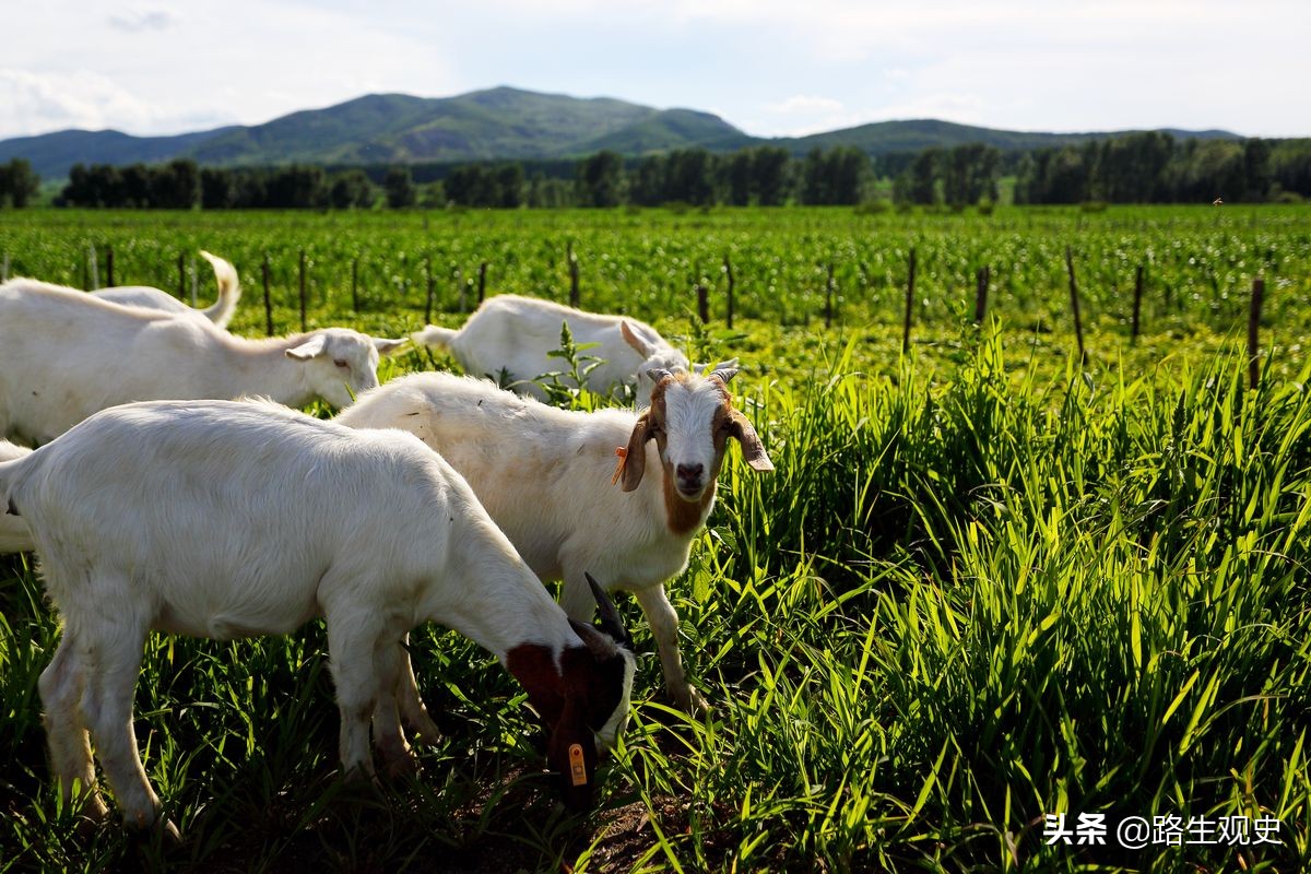 上世纪流行于农村的“走骟”，现已消失，牲口走着走着就被骟掉了