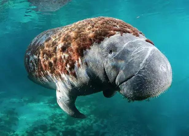 世界十大神奇动物,十大神奇动物园