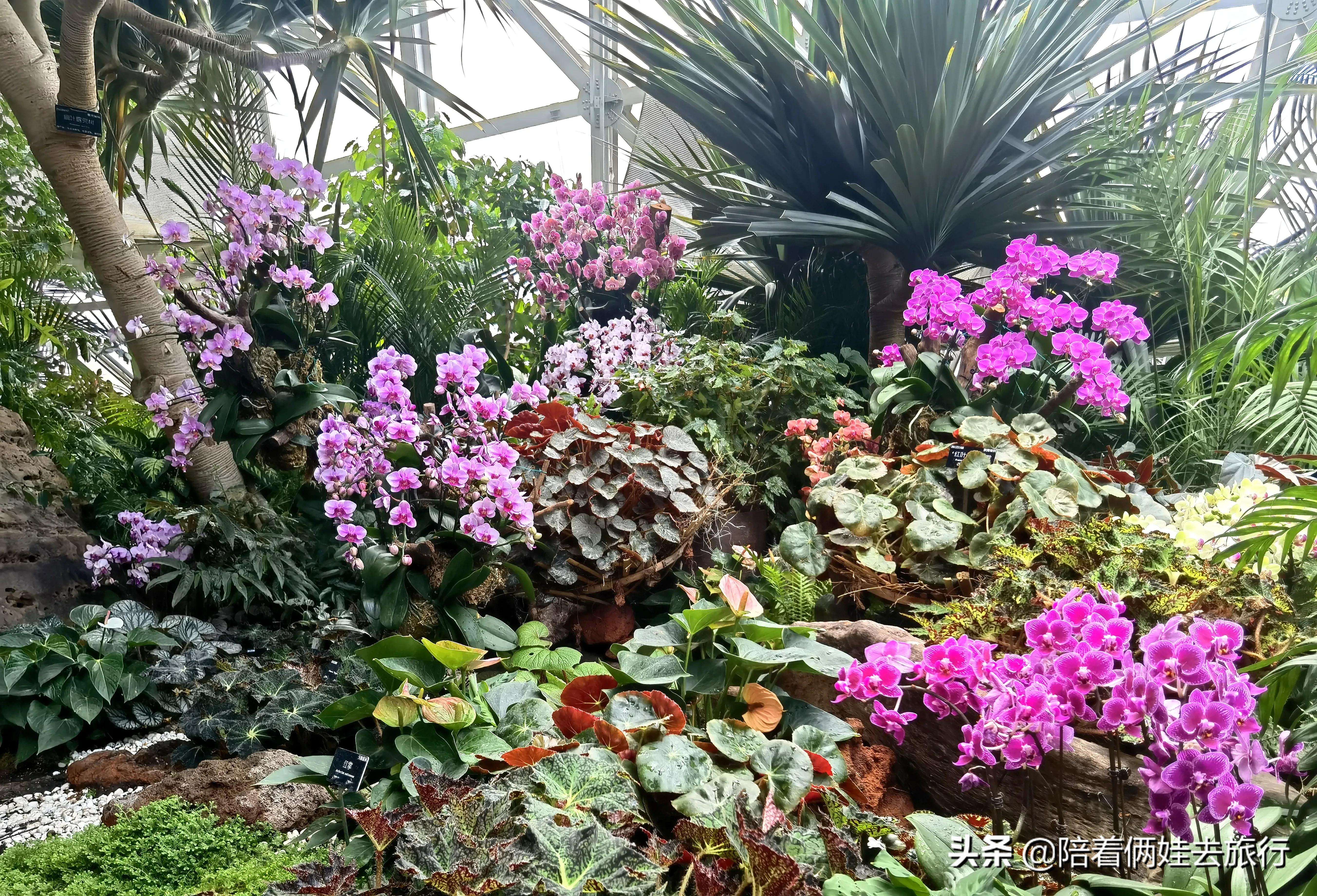 上海辰山植物园矿坑花园,辰山植物园矿坑花园修好了吗
