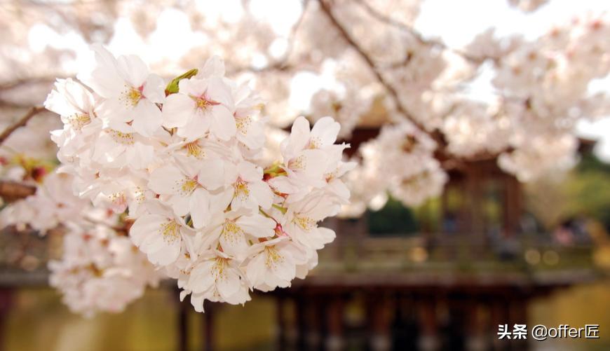 东京大学：日本的“清华北大”