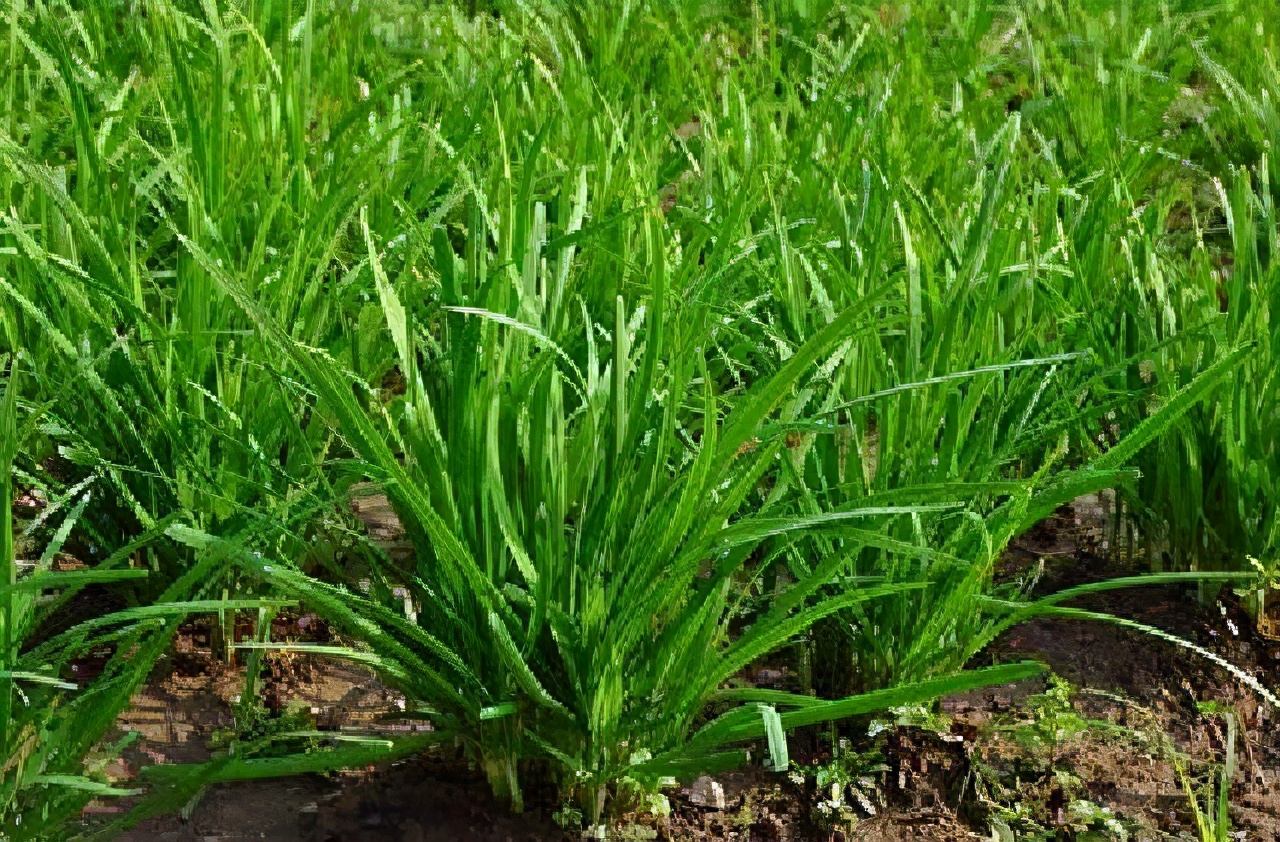 和韭菜一样的草可以吃吗,韭菜能不能治病